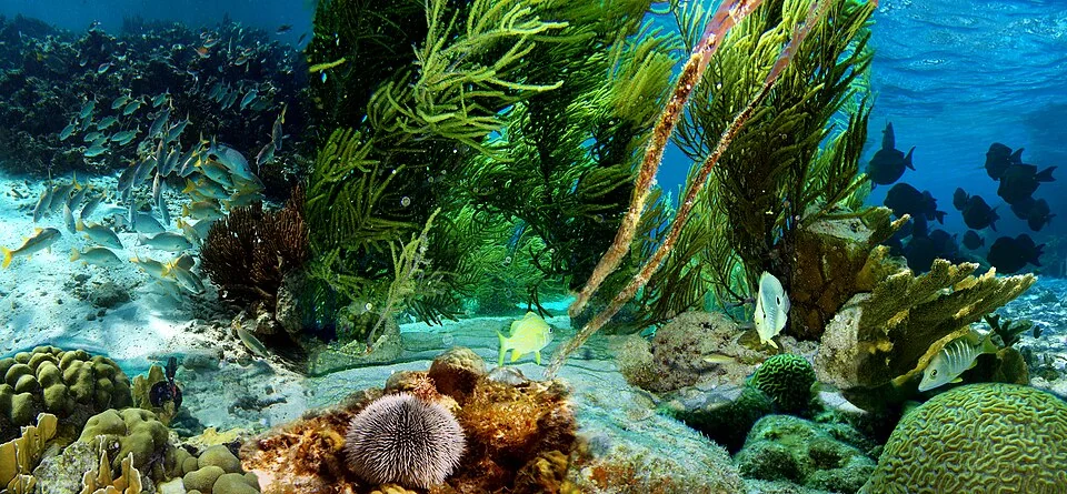荷属加勒比区 · Bonaire National Marine Park
