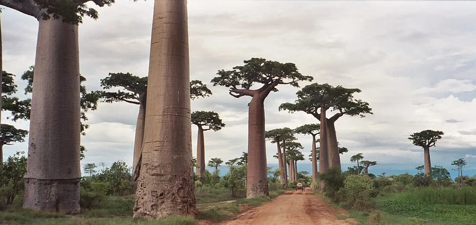 马达加斯加 · Avenue of the Baobabs